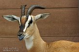 CASD1138518 soemerringgazelle / Nanger soemmerringii