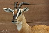 CASD1138519 soemerringgazelle / Nanger soemmerringii