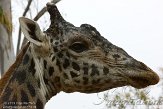 CASD1138522 Masaigiraf / Giraffa camelopardalis tippelskirchi