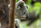 CASD1138534 Queensland koala / Phascolarctos cinereus adustus