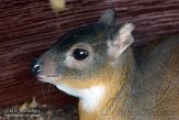 CASD1138537 dwergantilope / Neotragus pygmaeus