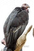CASD1138578 Californische condor / Gymnogyps californianus