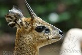 CASD1138601 klipspringer / Oreotragus oreotragus