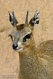 CASD1138604 klipspringer / Oreotragus oreotragus