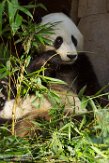 CASD01176748 reuzenpanda / Ailuropoda melanoleuca