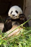 CASD01176759 reuzenpanda / Ailuropoda melanoleuca