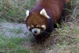 CASD01176784 rode panda / Ailurus fulgens styani