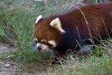 CASD01176793 rode panda / Ailurus fulgens styani