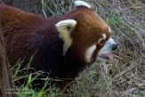 CASD01176802 rode panda / Ailurus fulgens styani