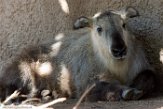 CASD01176805 Sichuantakin / Budorcas taxicolor tibetana