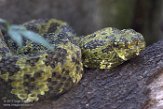 CASD01176810 Mangshan groefkopadder / Protobothrops mangshanensis