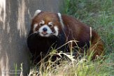 CASD01176826 rode panda / Ailurus fulgens styani