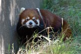 CASD01176827 rode panda / Ailurus fulgens styani