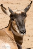 CASD01176877 Peninsular Pronghorn / Antilocapra americana peninsularis