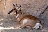 CASD01176887 Peninsular Pronghorn / Antilocapra americana peninsularis