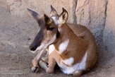 CASD01176894 Peninsular Pronghorn / Antilocapra americana peninsularis