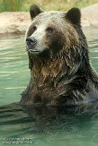 CASF1137613 grizzlybeer / Ursus arctos horribilis