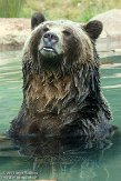 CASF1137616 grizzlybeer / Ursus arctos horribilis