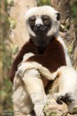 CASF01178031 Coquerels sifaka / Propithecus coquereli