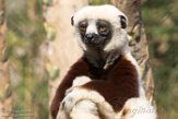 CASF01178035 Coquerels sifaka / Propithecus coquereli