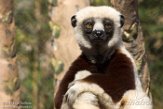 CASF01178036 Coquerels sifaka / Propithecus coquereli