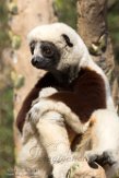 CASF01178038 Coquerels sifaka / Propithecus coquereli