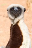 CASF01178046 Coquerels sifaka / Propithecus coquereli