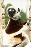 CASF01178060 Coquerels sifaka / Propithecus coquereli