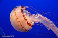 Monterey Bay Aquarium 2013