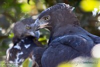 San Diego Zoo 2017