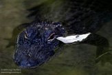 DEBZ1197596 Amerikaanse alligator / Alligator mississippiensis
