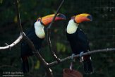 DEBZ1197600 reuzentoekan / Ramphastos toco