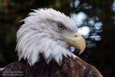 DEBZ1197605 Amerikaanse zeearend / Haliaeetus leucocephalus