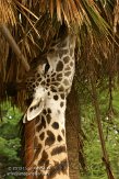 FLAK1124029 Masaigiraf / Giraffa camelopardalis tippelskirchi