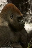 FLAK1124053 westelijke laaglandgorilla / Gorilla gorilla gorilla