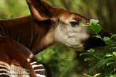 FLAK1124070 okapi / Okapia johnstoni