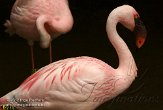 FLAK1124135 kleine flamingo / Phoeniconaias minor