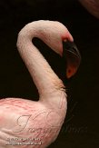 FLAK1124139 kleine flamingo / Phoeniconaias minor