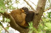 FLAK1124148 roodkraagmaki / Eulemur collaris