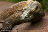 FLAK1124180 komodovaraan / Varanus komodoensis