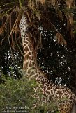 FLAK1124211 Masaigiraf / Giraffa camelopardalis tippelskirchi