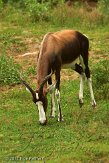 FLAK1124217 bontebok / Damaliscus pygargus pygarus