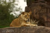 FLAK1124222 Afrikaanse leeuw / Panthera leo