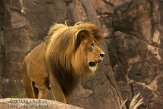 FLAK1124231 Afrikaanse leeuw / Panthera leo