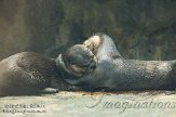 FLFA1123864 Noord-Amerikaanse otter / Lontra canadensis