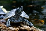 FLFA1124000 geelwangschildpad / Trachemys scripta troosti