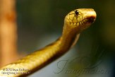 FLJZ1124560 groene mamba / Dendroaspis viridis