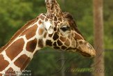 FLJZ1124574 netgiraf / Giraffa camelopardalis reticulata