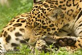 FLJZ1124596 jaguar / Panthera onca