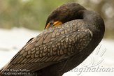 FLJZ1124606 aalscholver / Phalacrocorax carbo